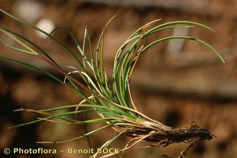 Festuca auquieri grass with fine leaves and green foliage