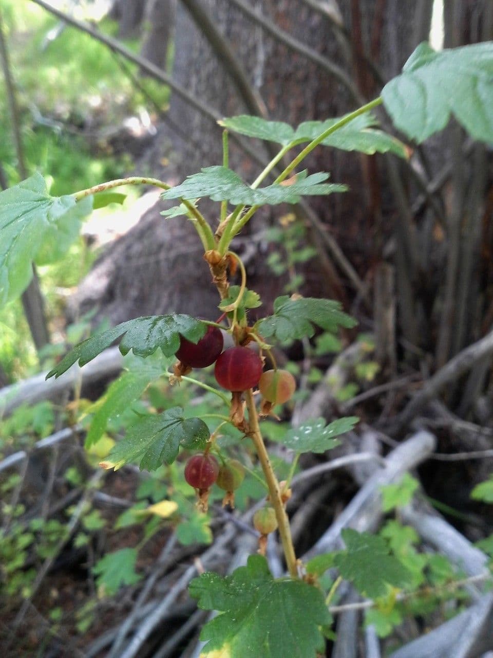 Ribes inerme branches with berries and foliage