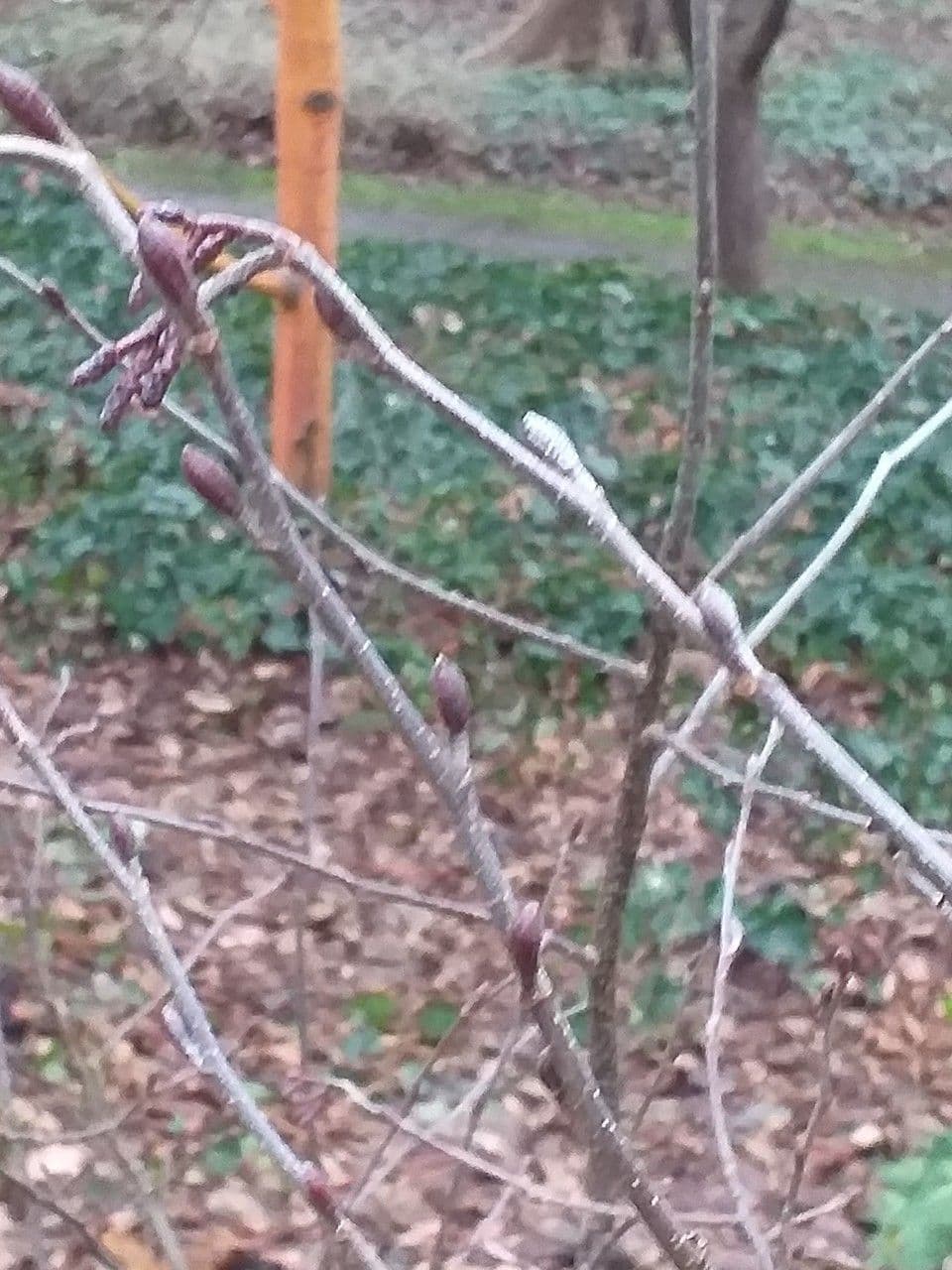 Hazel alder displaying fine serrated leaves and characteristic male catkins