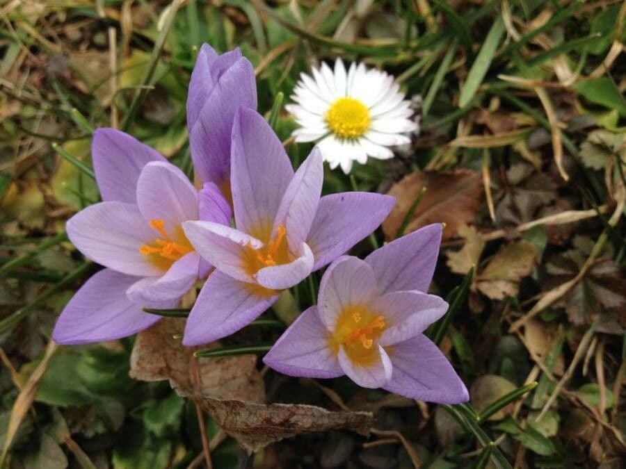 Colchicum montanum lilac-pink flowers emerging from rocky ground in autumn