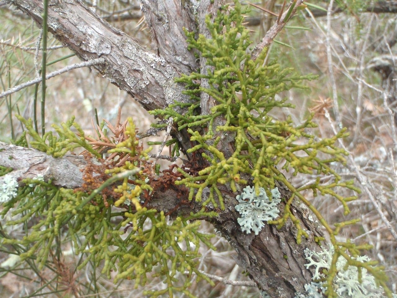 Arceuthobium oxycedri growing on a juniper branch with yellow flowers