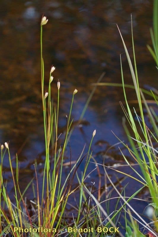 Juncus stygius plant with fine, upright leaves in a water environment
