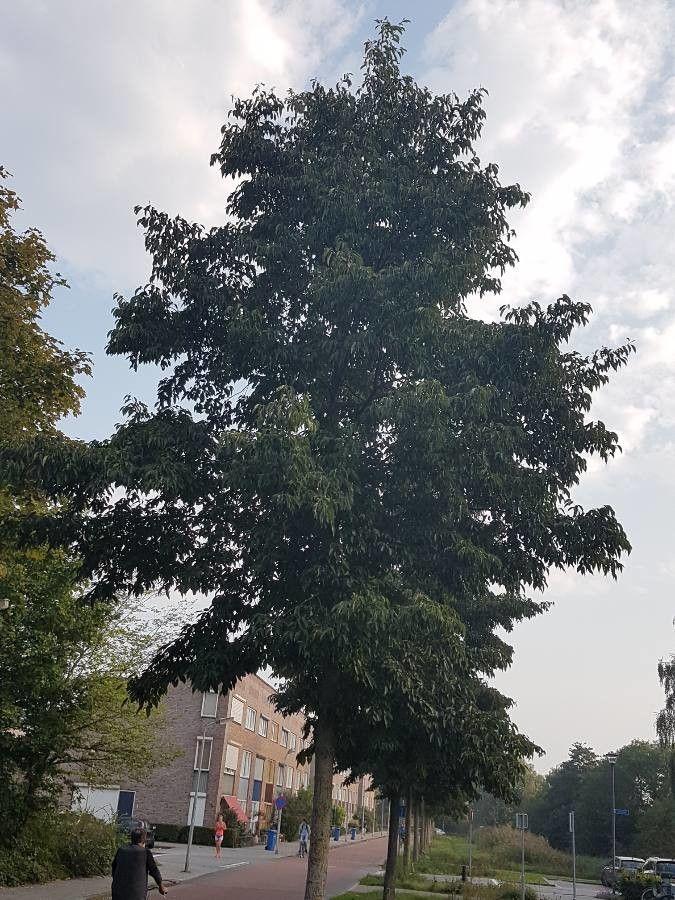 Japanse els in herfstkleur op vochtige plek in tuin
