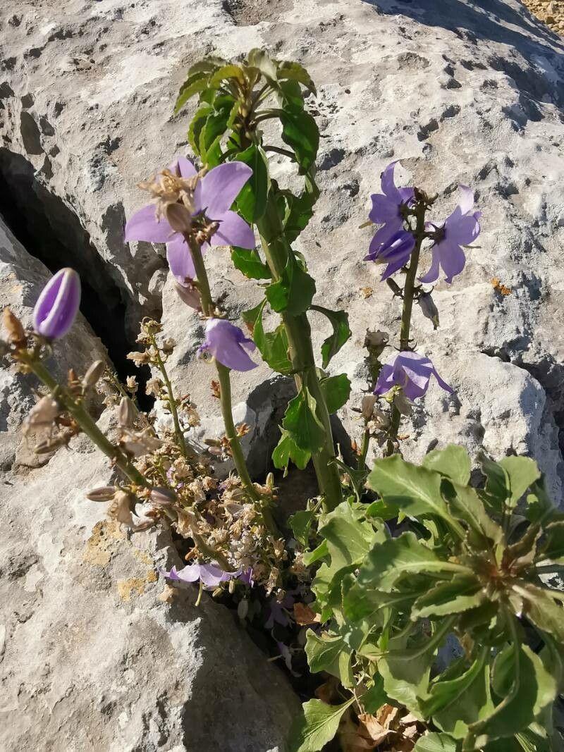 Campanula pyramidalis in voller Blüte im Sommerbeet, mit hohen Stielen und blauen glockenförmigen Blüten