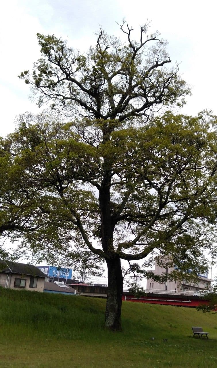 Chinesischer Zuergelbaum Celtis sinensis