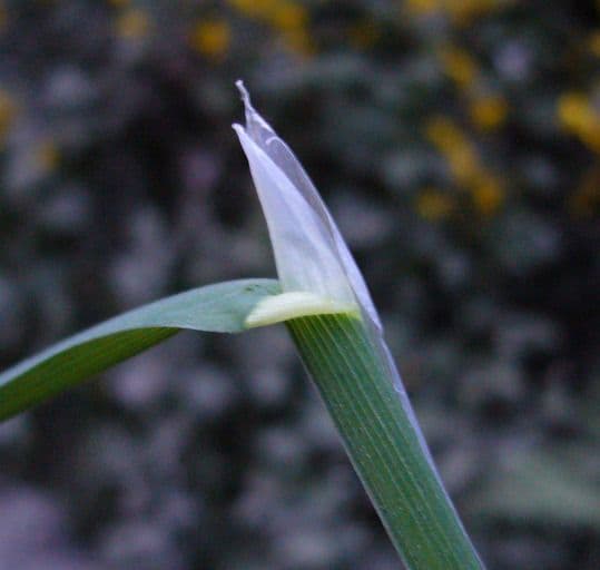 Columbia-Trespe (Bromus vulgaris) mit zierlichen Rispen in einer Waldsituation