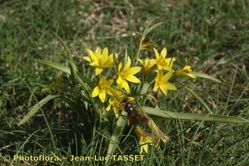 Gagea reverchonii gelbe sternfoermige Blueten zwischen schmalen Blattern