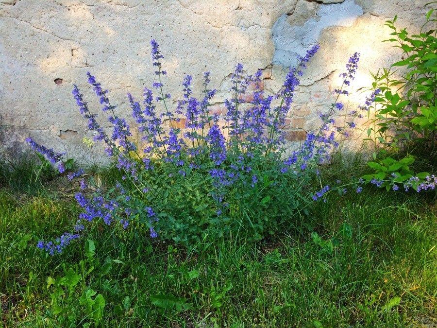 Cataire en fleur en été, avec des épis de fleurs violettes et un feuillage gris-vert