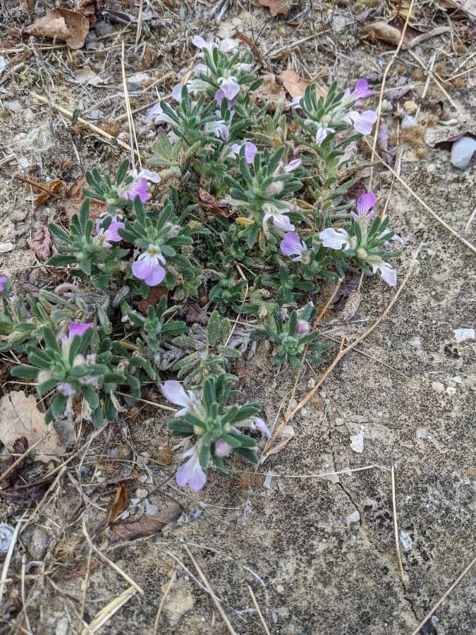 Ajuga iva Pflanze mit lila Bluten in Blute