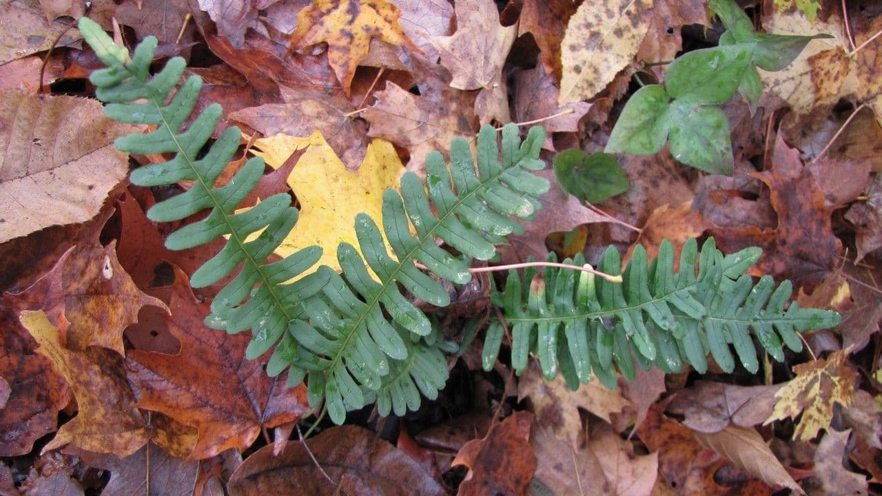 Rock polypody with fine-cut fronds on rocky outcrop