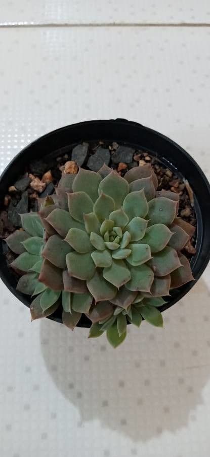 Echeveria derenbergii (painted lady) with red-tinted leaves
