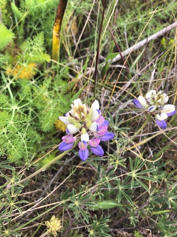 Kleurrijke lupin met prachtige meerkleurige bloemtrossen