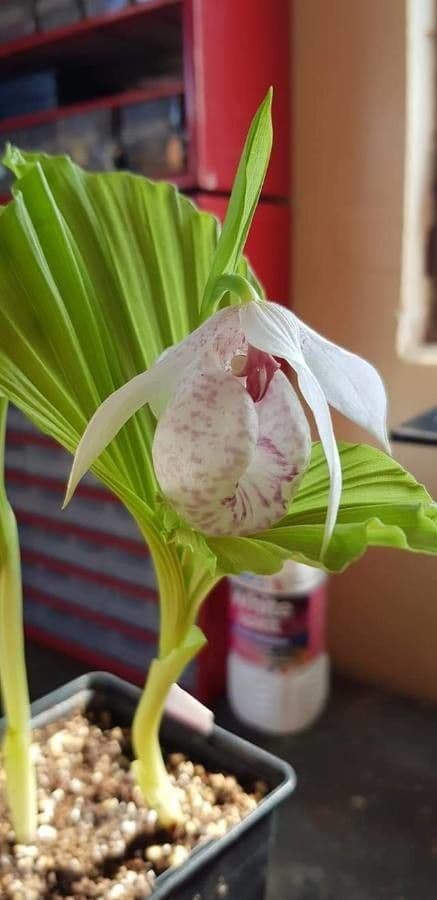 Cypripedium japonicum flower in full bloom
