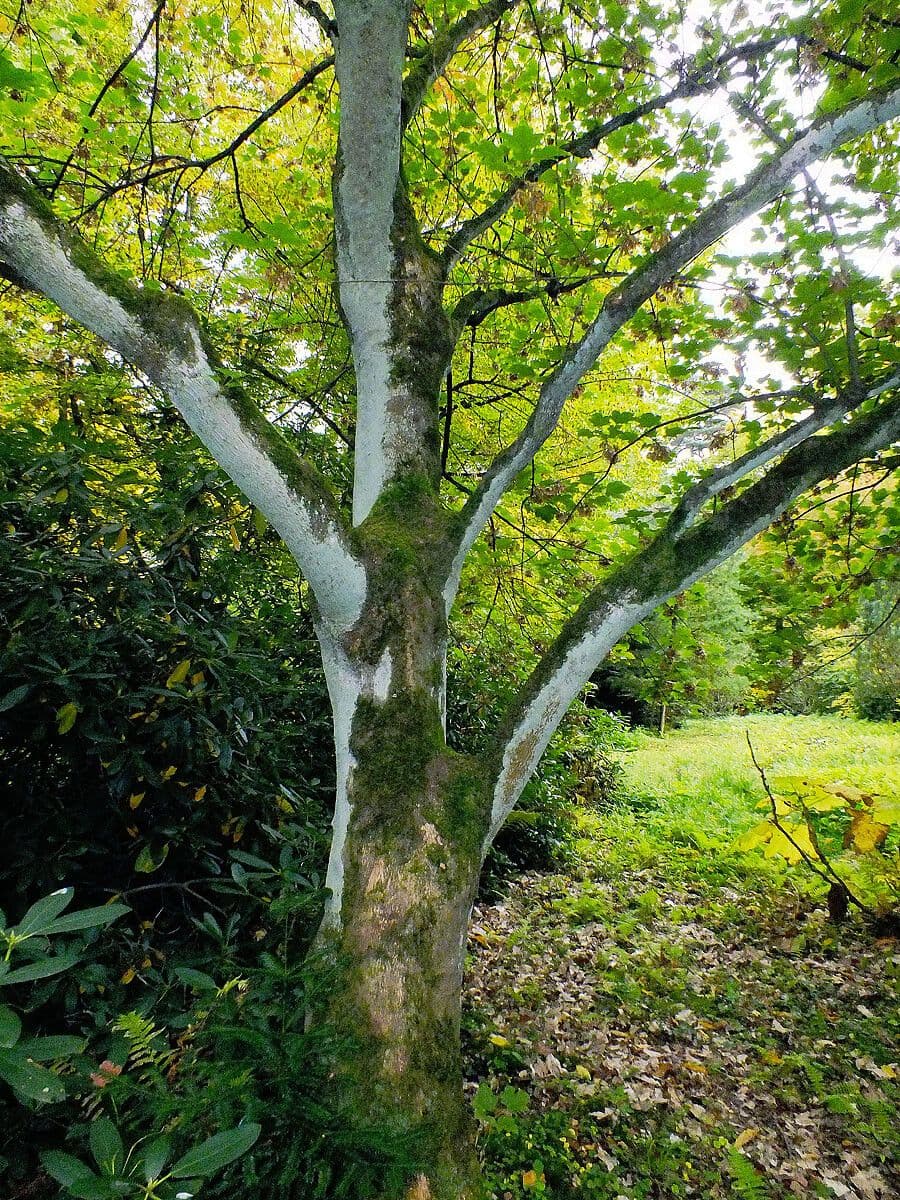 Devil's maple Acer diabolicum displaying characteristic winged fruit structures