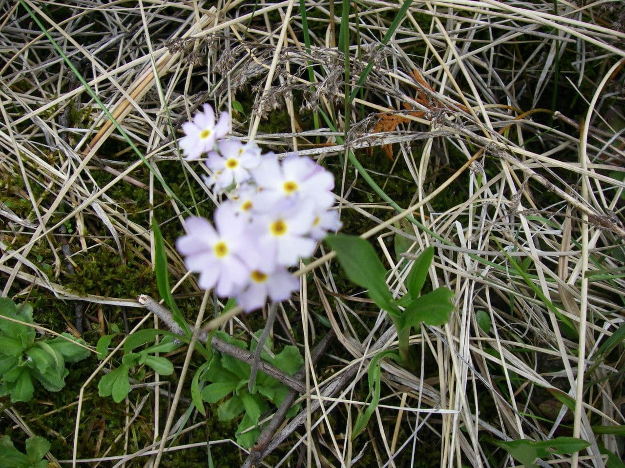 Mistassini primrose with pink flowers and yellow eyes in natural North American alpine habitat