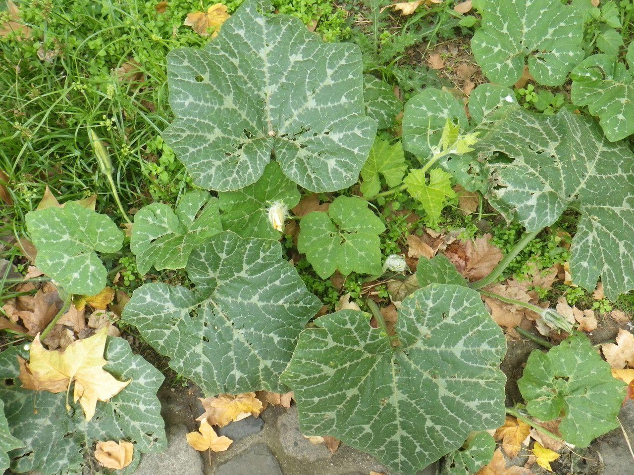 Moschuskürbis-Pflanze mit großen grünen Blättern und bräunlichen Früchten, die über den Boden kriechen, in einem sonnigen Garten