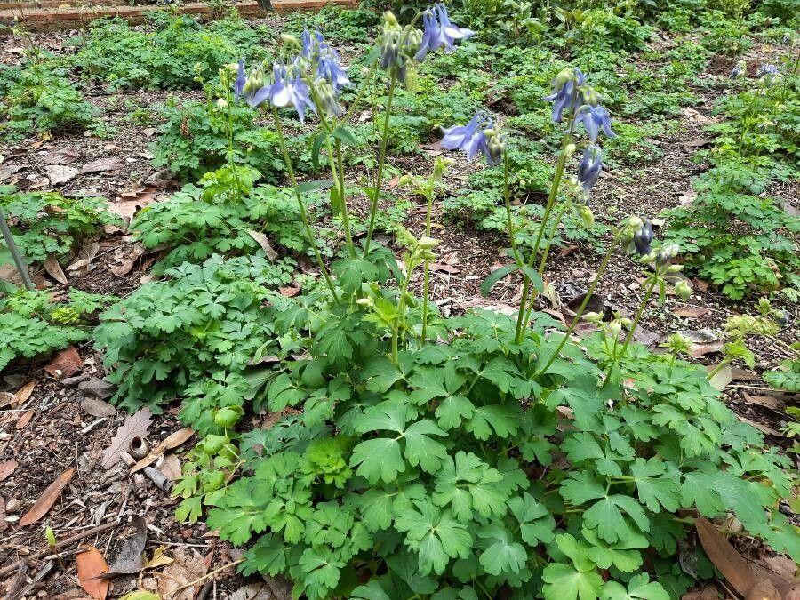 Alpen-Akelei mit blau-lila Blüten in einem felsigen Berggarten