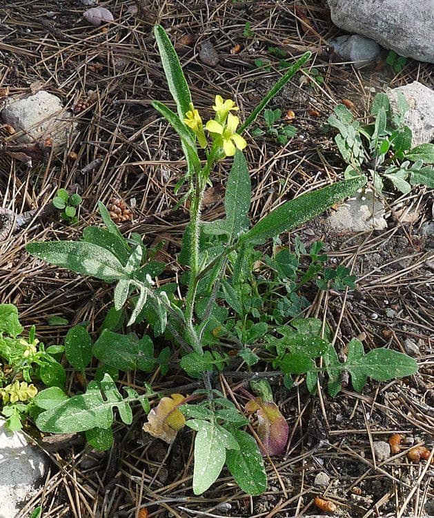 Sisymbrium orientale mit gelben Bluten