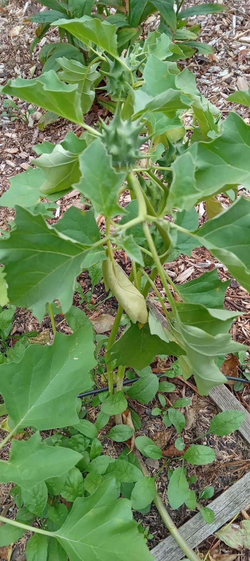 Datura ferox Pflanze mit weißen trompetenförmigen Blüten und stacheligen Früchten in einem sonnigen Beet