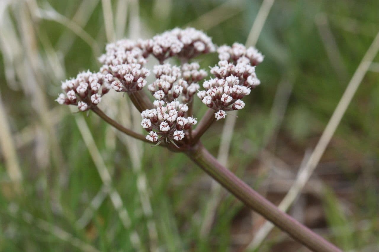 Weisse Doldenbluten von Lomatium canbyi in seinem naturlichen Lebensraum