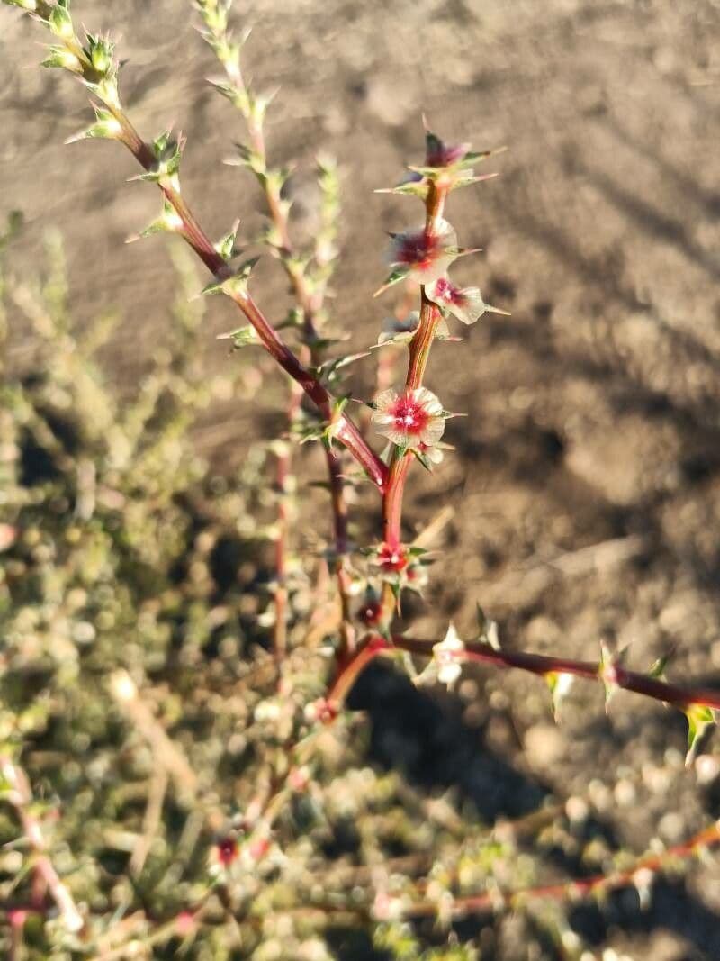 Salzwort-Pflanze mit stacheligen grunen Blattern und runder Form