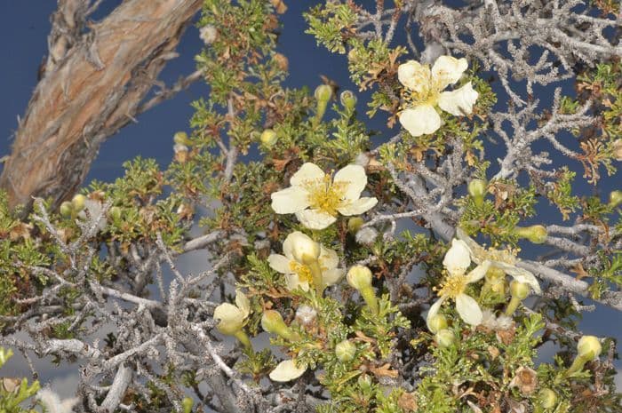 Desert bitterbrush (Purshia glandulosa) in bloom on a dry rocky hillside in the American Southwest