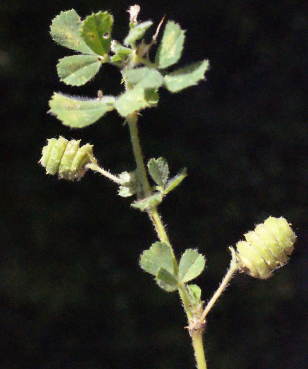 Medicago rigidula mit Blueten