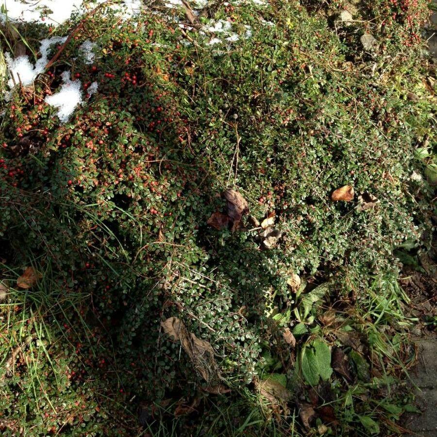 Fächer-Steinmispel mit waagerechten Zweigen und roten Beeren an einer Natursteinmauer