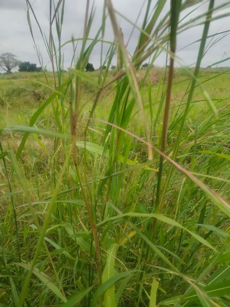 Rottboellia cochinchinensis avec formations d'epis caracteristiques en croissance naturelle