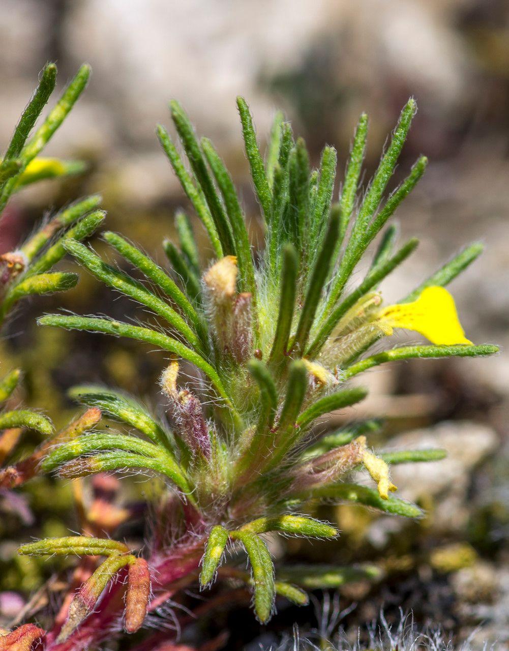 Gelber Günsel in voller Blüte auf einer trockenen, sonnigen Böschung mit feinem, pinienartigem Laub und gelben Blütentrauben