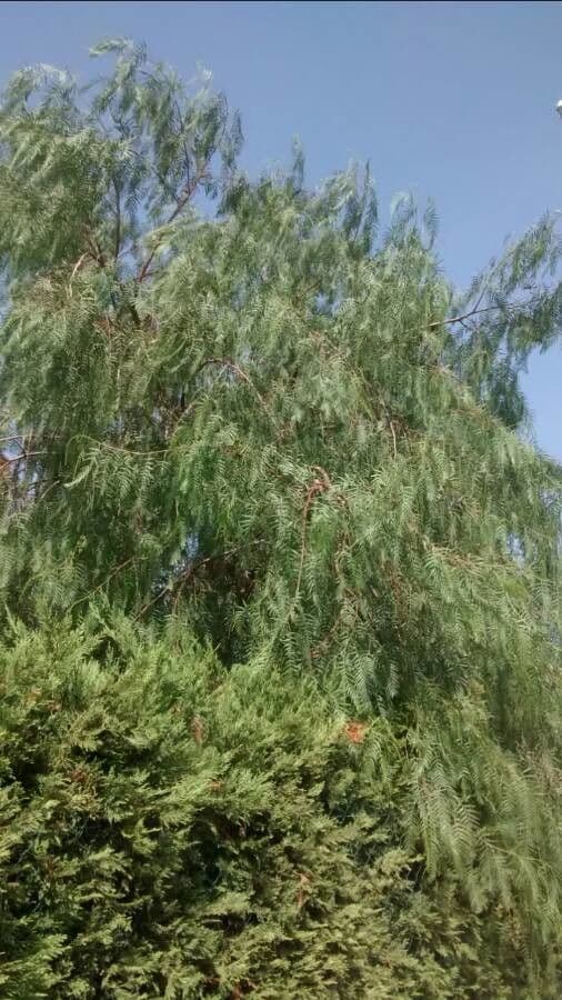 Peruvian peppertree with graceful branches and red berries