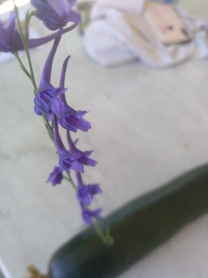 Dauphinelle de Verdun (Delphinium verdunense) avec fleurs bleues