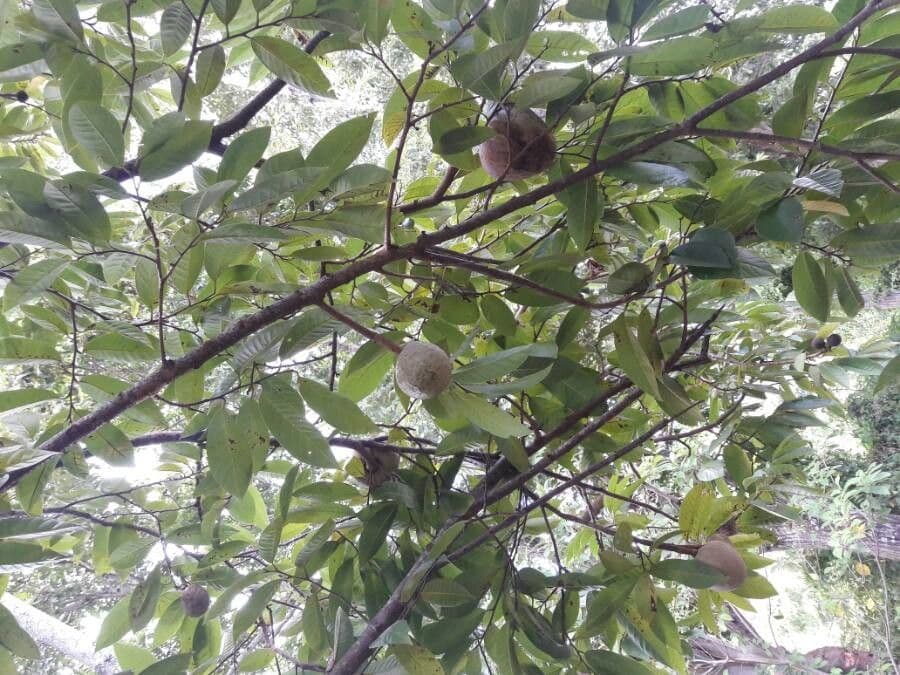 Ochsenherz-Baum mit herzförmigen Früchten mit Netzstruktur