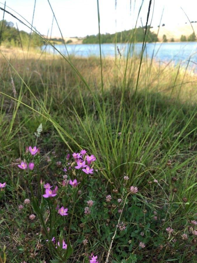 Strandduizendguldenkruid in volle bloei op een zanderige oever, met fijnpaarse bloemen in midzomer