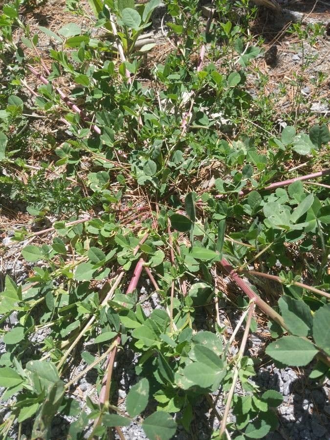 Melilotus italicus, appelé aussi Mélilot d'Italie
