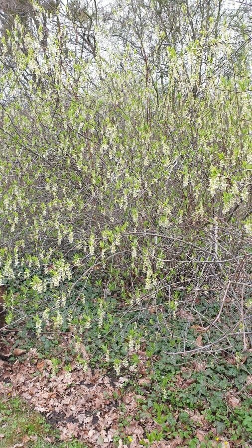 Oemleria cerasiformis Strauch mit weissen Blutentrauben im Vorfruhling