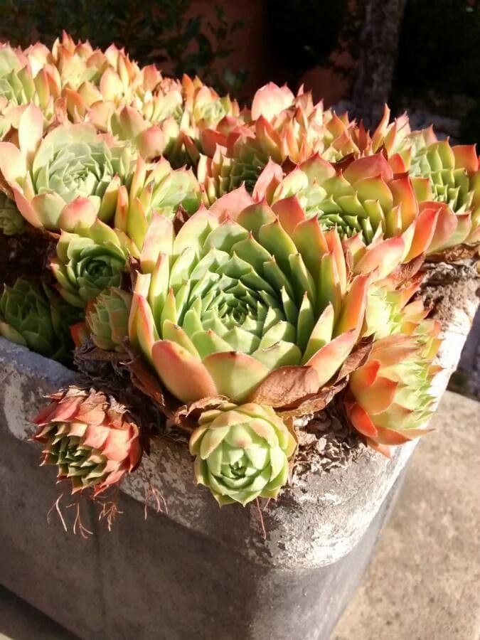 Houseleek (Sempervivum tectorum) rosettes and pink flowers