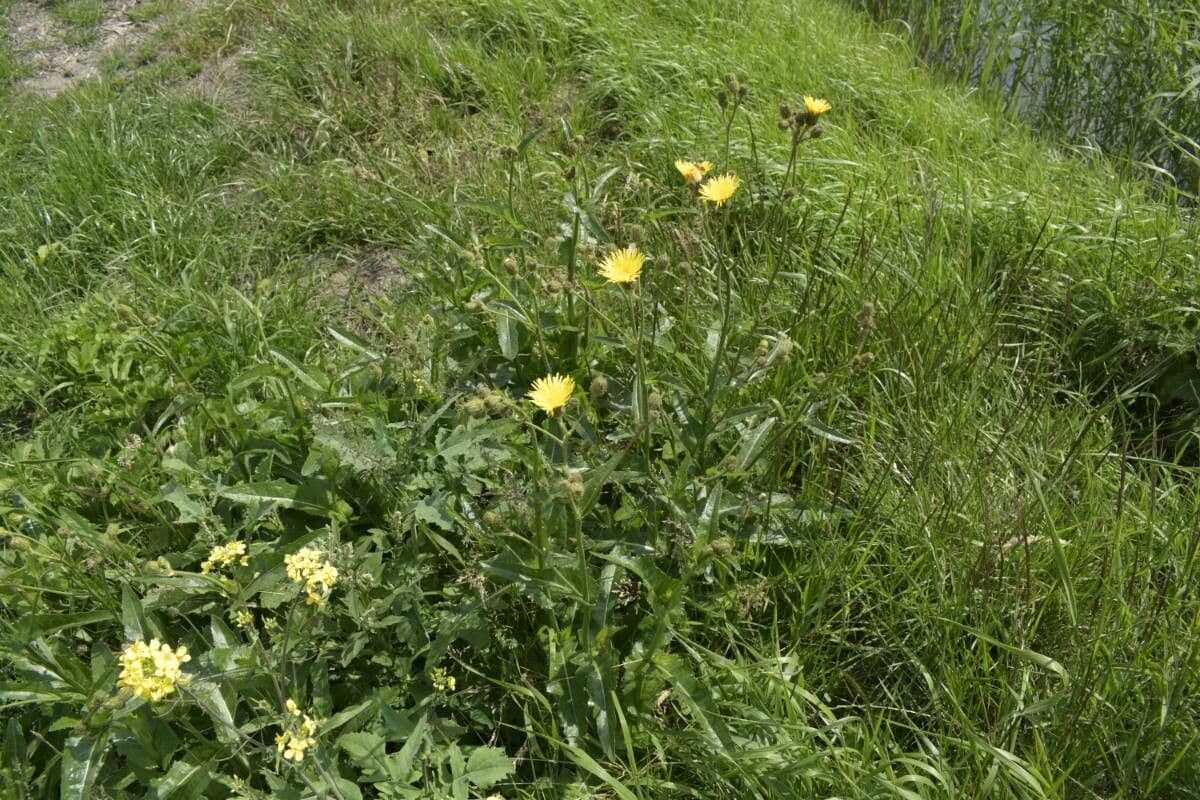 Moerasmelkdistel bloemen en bladeren in watermilieu