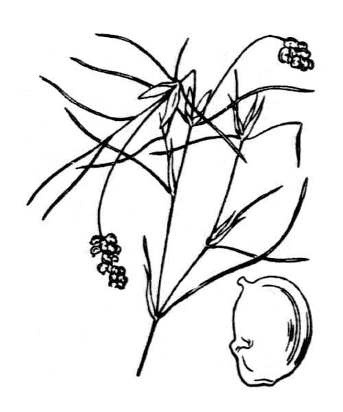 Hairlike pondweed with thread-like aquatic leaves
