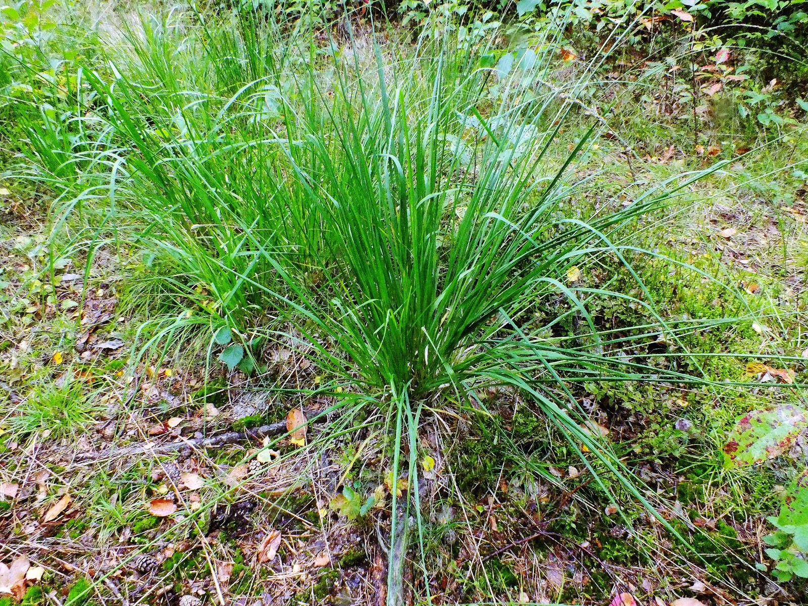 Elongated sedge (Carex elongata) in a damp, partially shaded garden with moss and gravel pathways