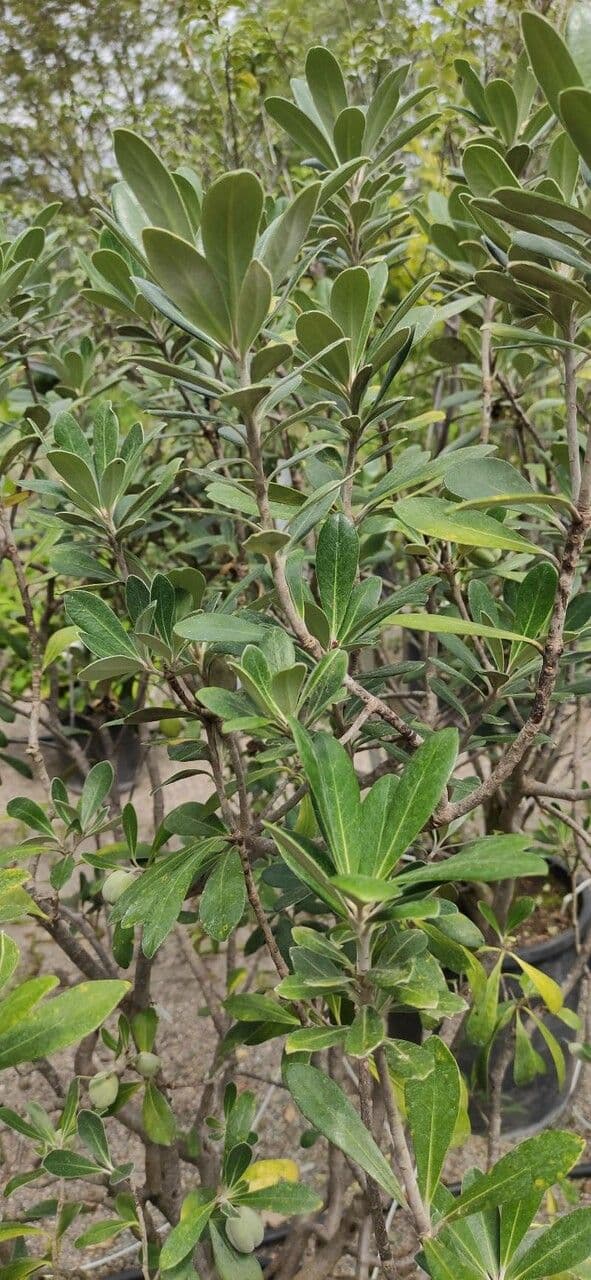 Karo Pittosporum crassifolium mit dicken Blattern