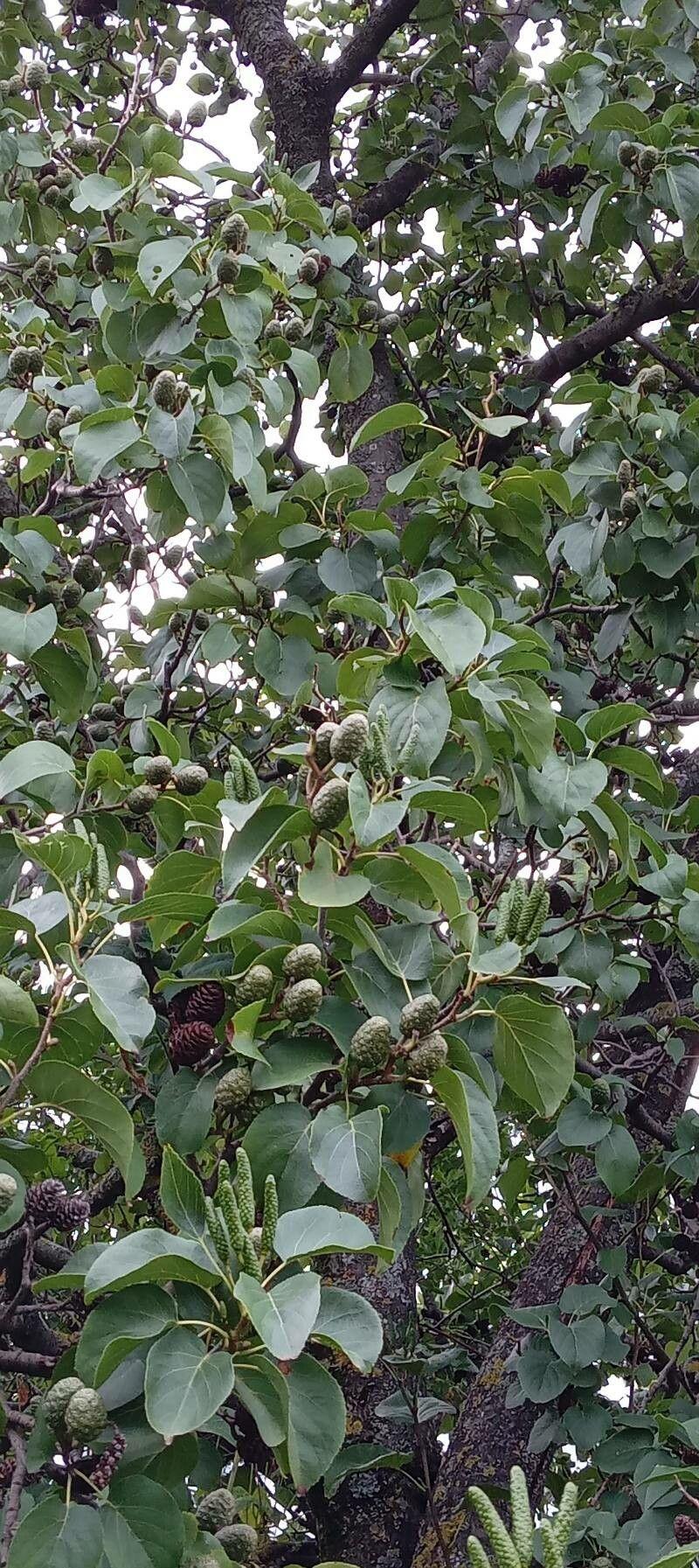 Aulne de Corse avec feuilles en cœur brillantes et chatons verts au printemps précoce