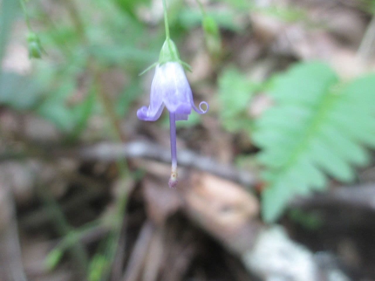 Campanula divaricata plant with delicate purple flowers