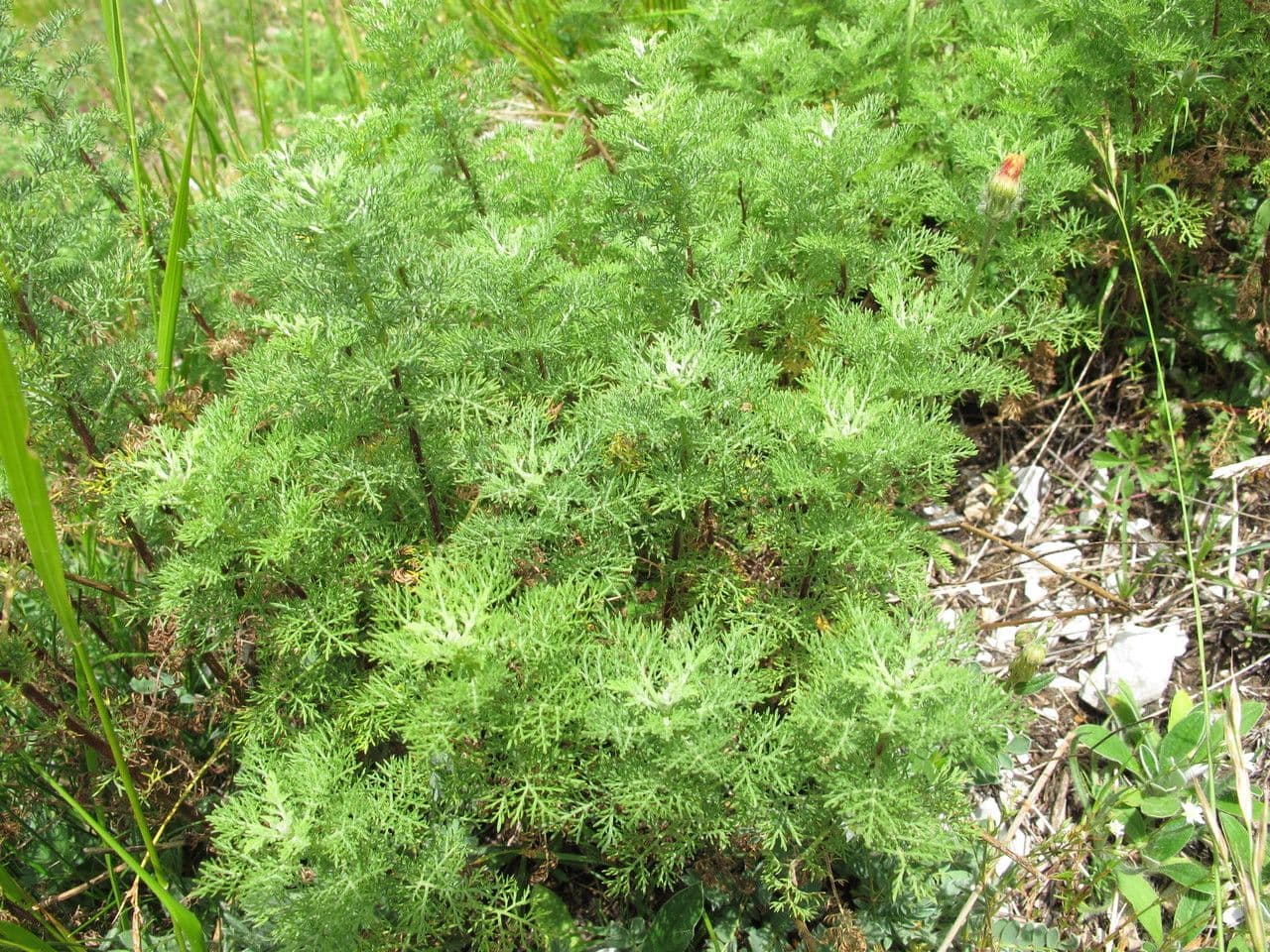 Artemisia chamaemelifolia silbrig fein geschlitztes Laub in einem sonnigen Trockenbeet