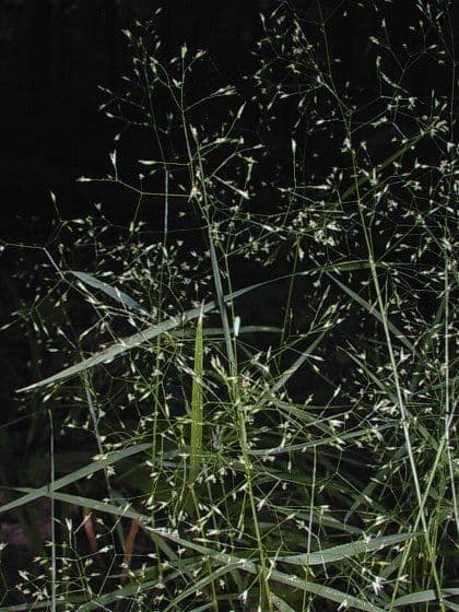 Agrostis perennans, Mittleres Straußgras, mit seinen feinen luftigen Rispen und frischgrunem Laub