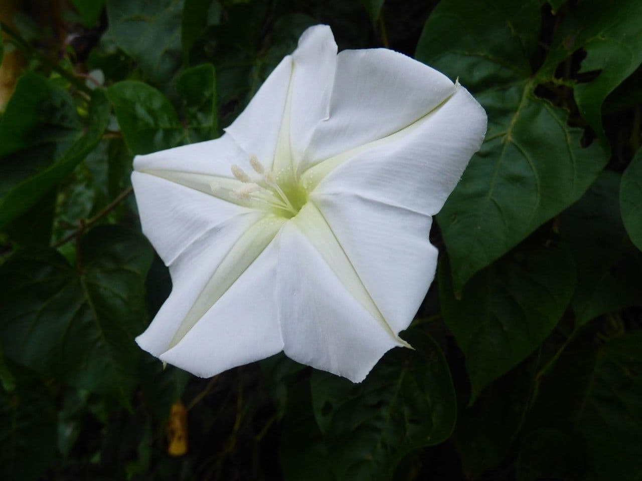 Ipomoea alba maanbloem met grote witte bloemen die 's nachts openen