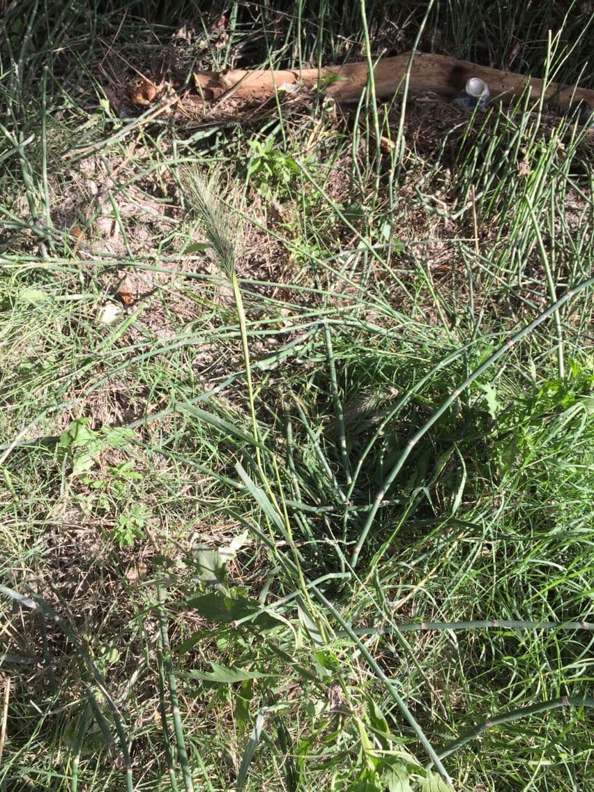 Seigle sauvage du Canada avec fibres d'herbe