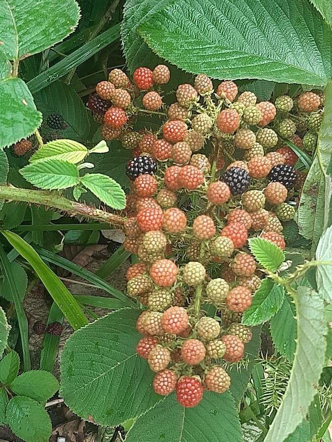 Rubus gratus mit lila Blüten in halbschattiger Gartenumgebung