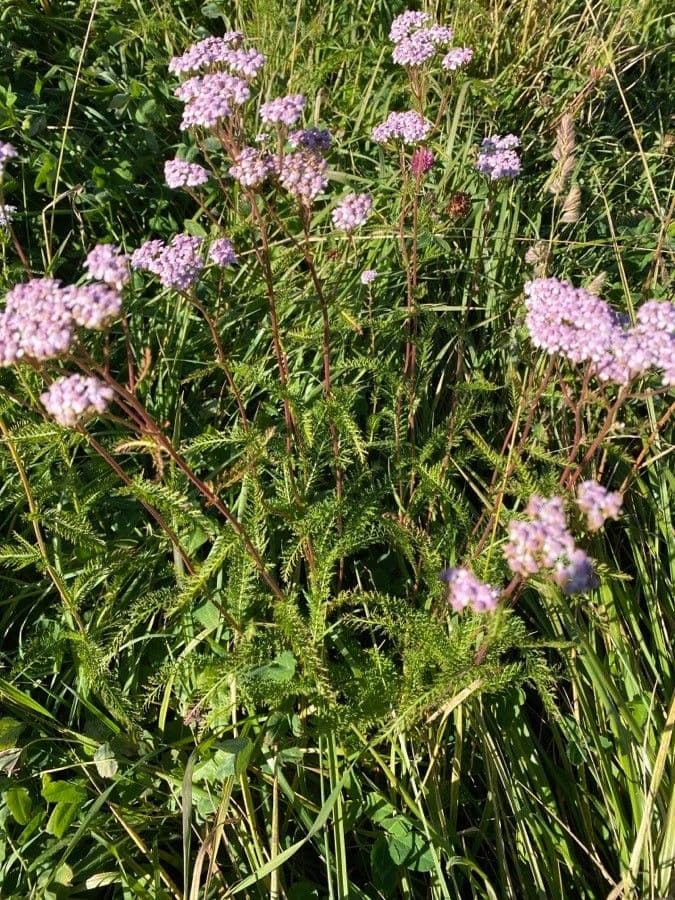 Achillea roseo-alba plant with fine feathery foliage and pale pink-white flower clusters