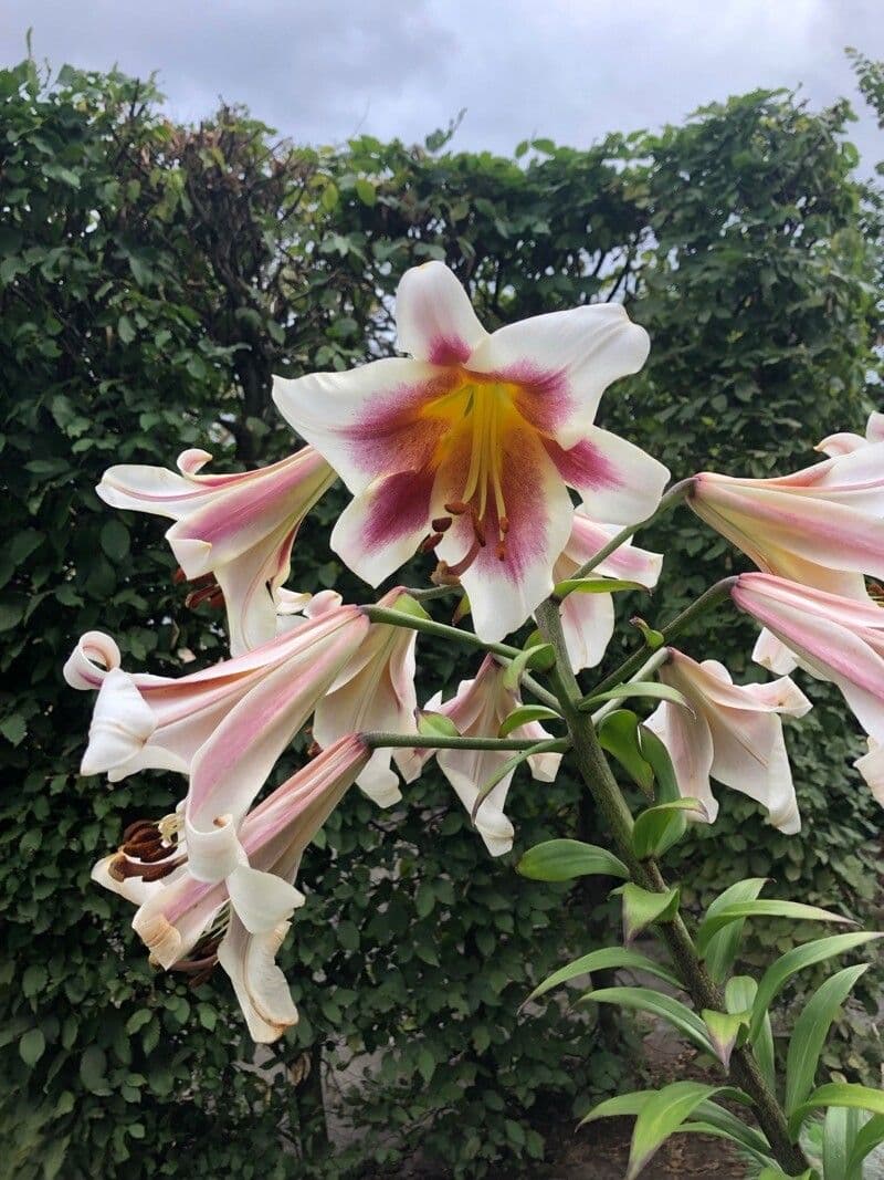 Grande fleur trompette blanche de Lilium regale